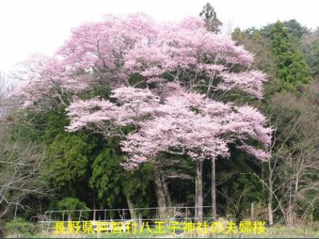 温泉を利用した地域活性化